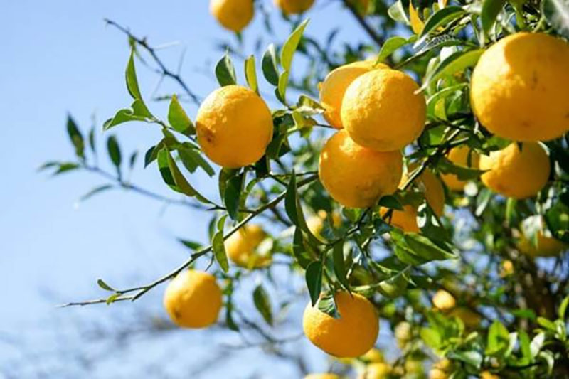 yuzu-yuja-fruit
