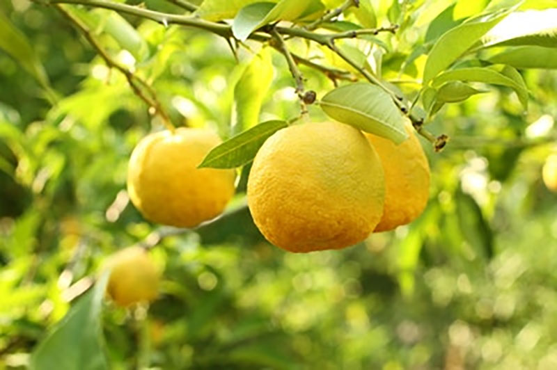 japan-yuzu