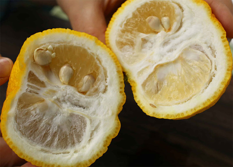 inside-a-yuzu-fruit