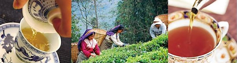 Lupicia-tea