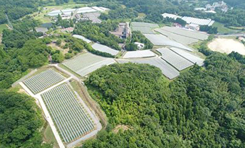 ajimu-winery